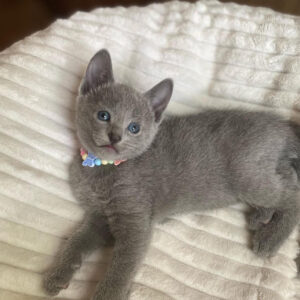 🐾 Ash – Male Scottish Fold Kitten for Sale