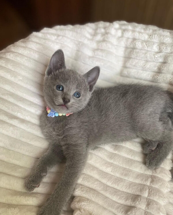 🐾 Ash – Male Scottish Fold Kitten for Sale