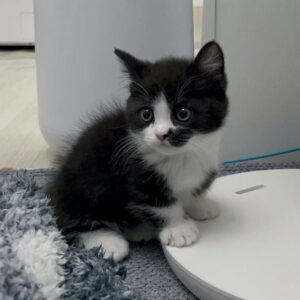 🐾 Biscuit – Male Munchkin Kitten for Sale
