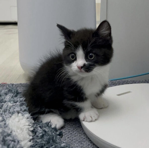 🐾 Biscuit – Male Munchkin Kitten for Sale