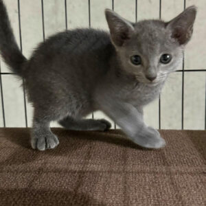 Felix – Male British Shorthair Kitten for Sale