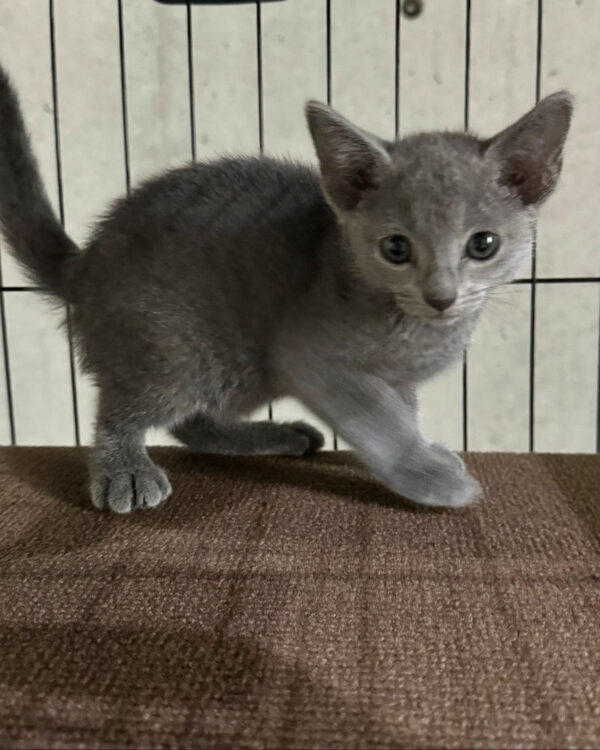 Felix – Male British Shorthair Kitten for Sale