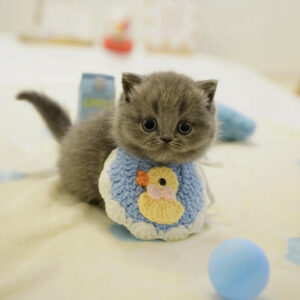 🐾 Henry – Male Munchkin Kitten for Sale
