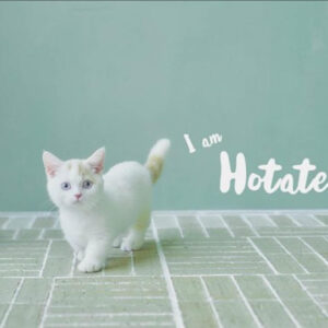🐾 Hotate – Female Munchkin Kitten for Sale