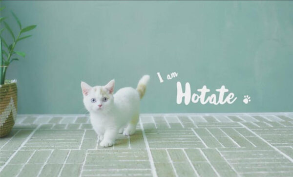 🐾 Hotate – Female Munchkin Kitten for Sale