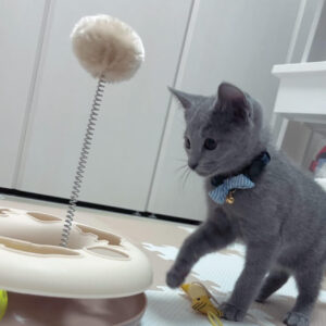 Katya – Female Bengal Kitten for Sale