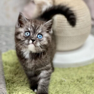 🐾 Leo – Male Bengal Kitten for Sale