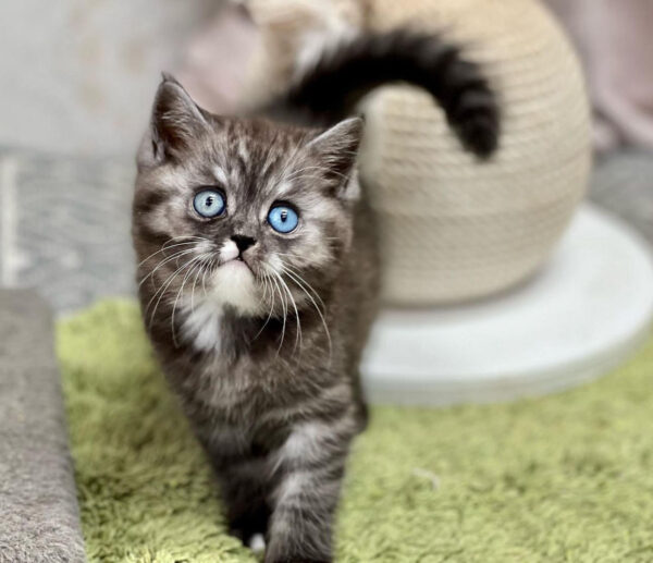🐾 Leo – Male Bengal Kitten for Sale