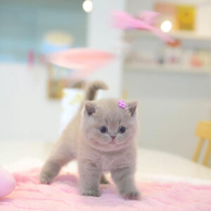 Luna – Female British Shorthair Kitten for Sale