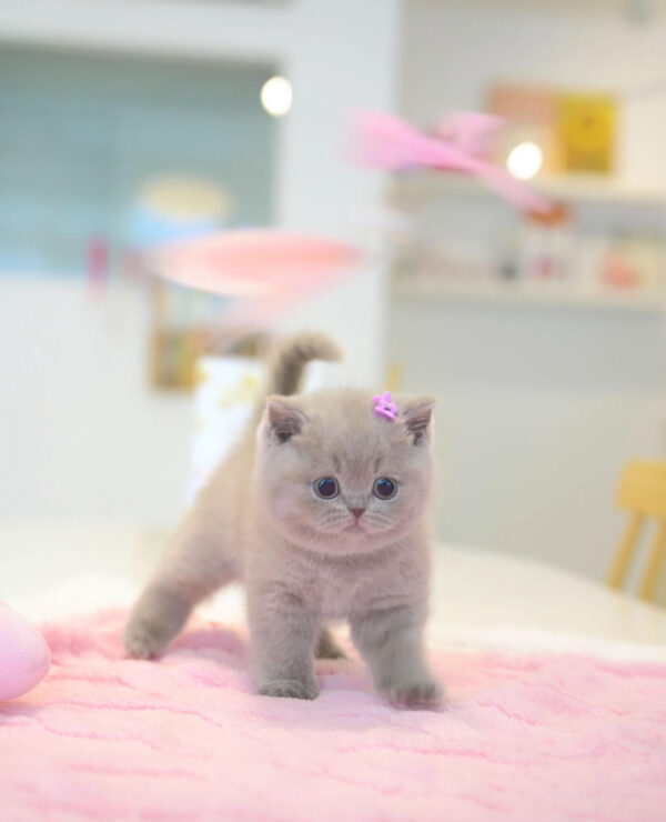 Luna – Female British Shorthair Kitten for Sale