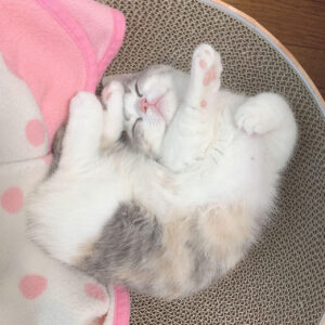 🐾 Maple – Female Munchkin Kitten for Sale