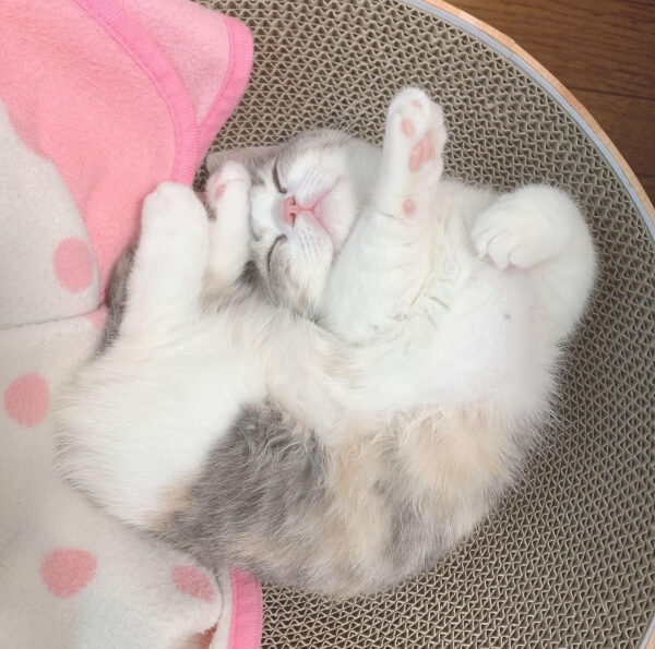 🐾 Maple – Female Munchkin Kitten for Sale