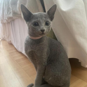 Misha – Male Munchkin Kitten for Sale