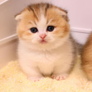 Molly – Female British Longhair Kitten for Sale