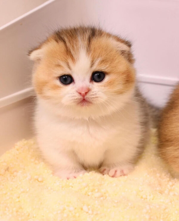 Molly – Female British Longhair Kitten for Sale