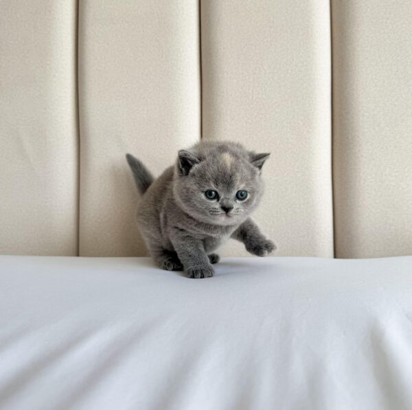 Percy – Male Maine Coon Kitten for Sale