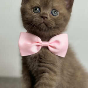Rosie – Female British Longhair Kitten for Sale