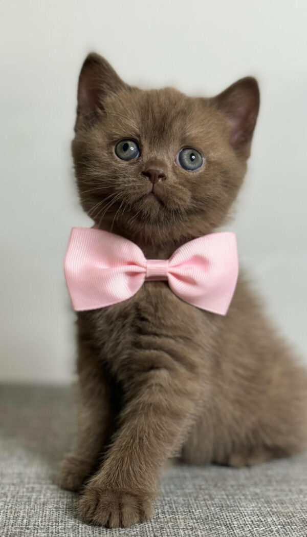 Rosie – Female British Longhair Kitten for Sale
