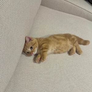 Rufus – Male Bengal Kitten for Sale