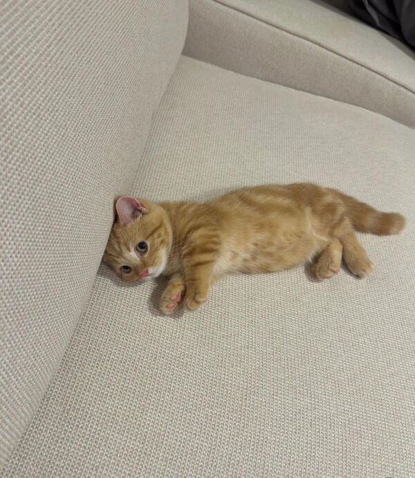 Rufus – Male Bengal Kitten for Sale