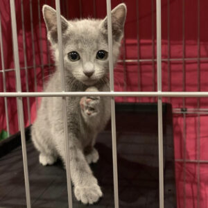 Sasha – Female British Shorthair Kitten for Sale