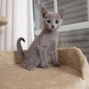 Silva – Female Maine Coon Kitten for Sale