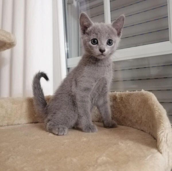 Silva – Female Maine Coon Kitten for Sale