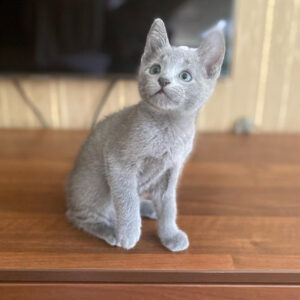 🐾 Storm – Male Russian Blue Kitten for Sale