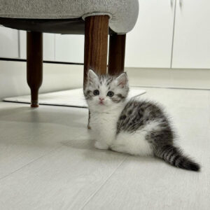 Theo – Male British Shorthair Kitten for Sale