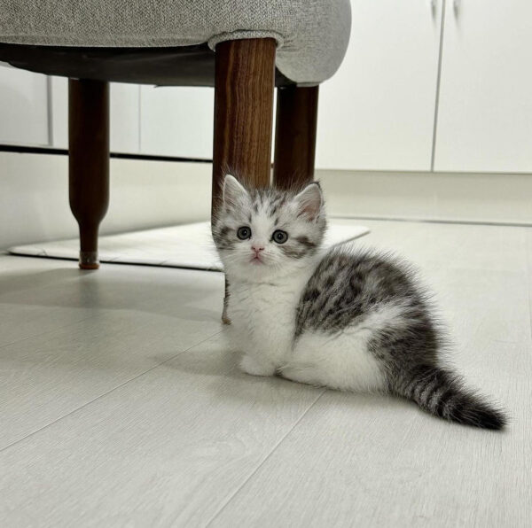 Theo – Male British Shorthair Kitten for Sale
