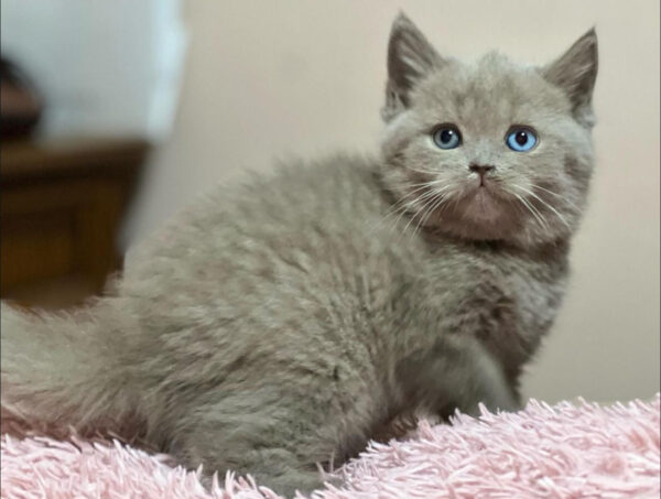 🐾 Winston – Male British Shorthair Kitten for Sale